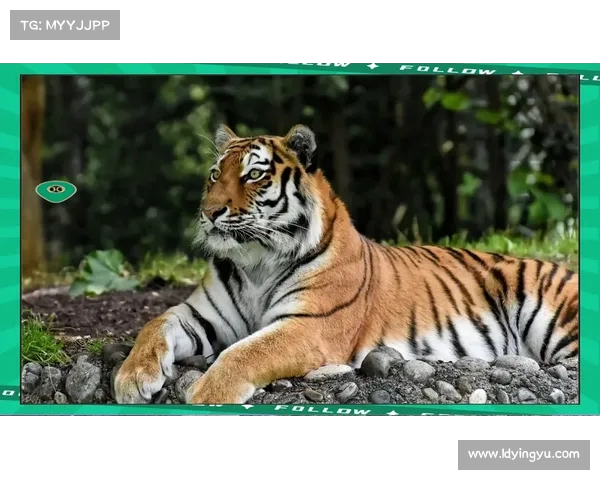 “消失”两年再现风头：“老虎”敛财，背后真相令人震惊(老虎消失了会怎么样)